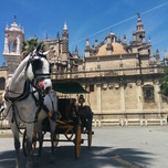 Horse-drawn carriage waiting in front of a historical cathedral on a sunny day.
